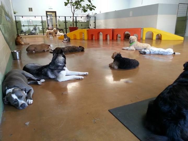 dog-training photo:How to quit dog training in 