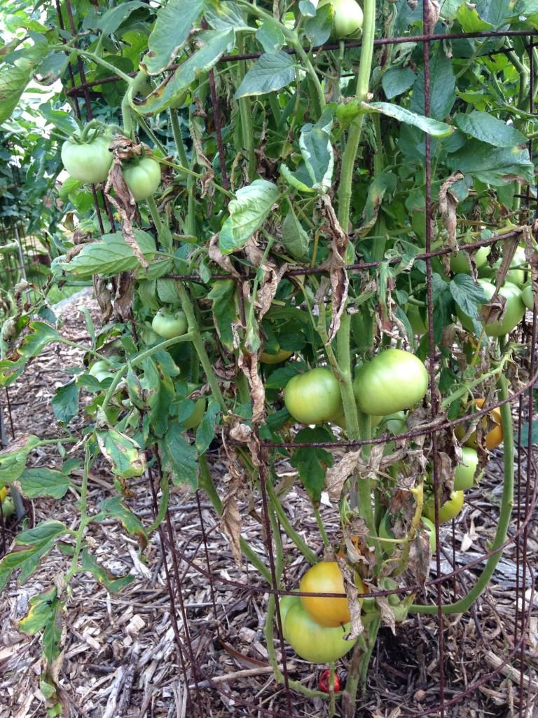  photo 2_zps1ee2c657.jpg