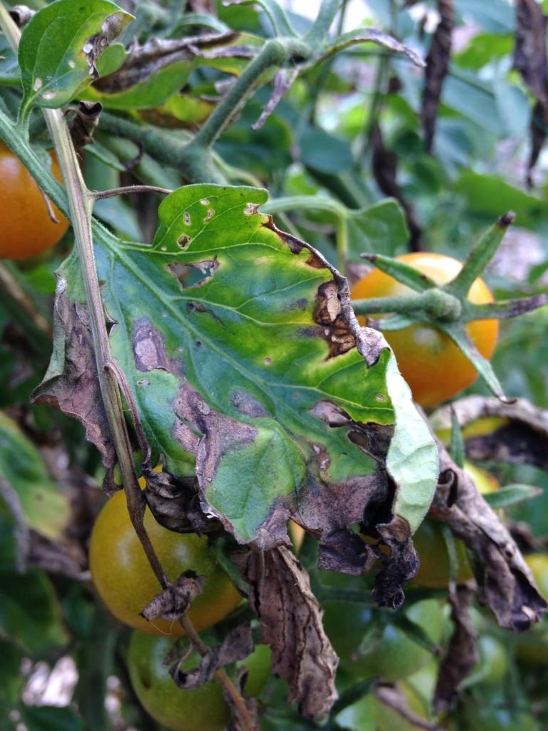  photo 3_zps16f74f74.jpg