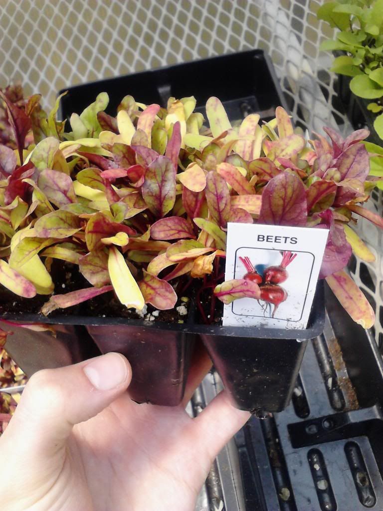  photo Beets_zps9ee3f102.jpg