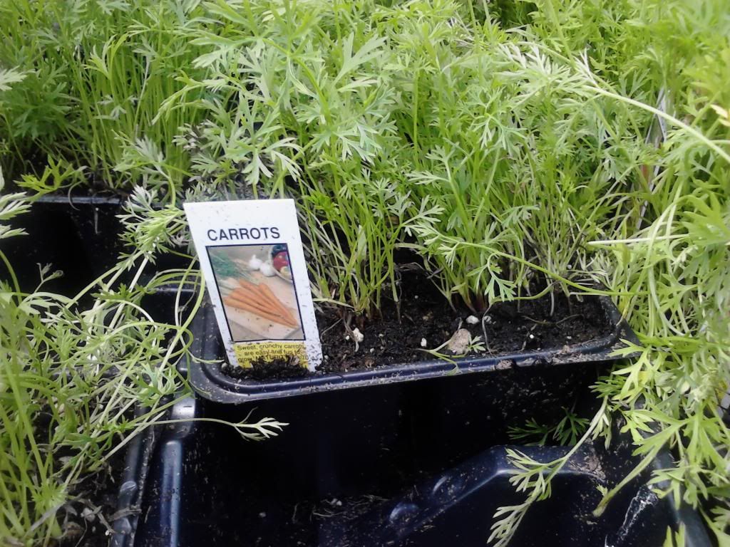  photo Carrots_zps1fbcc27b.jpg