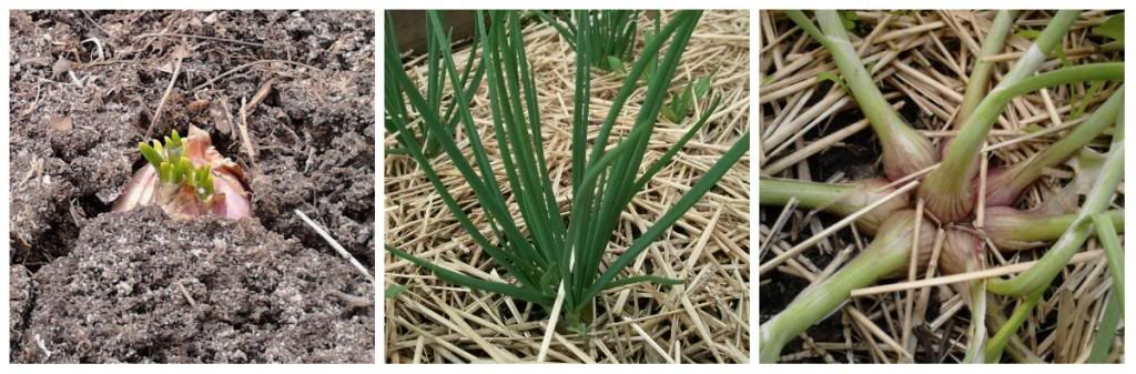  photo LifeCycleOfAShallot_zps8e17b8a0.jpg