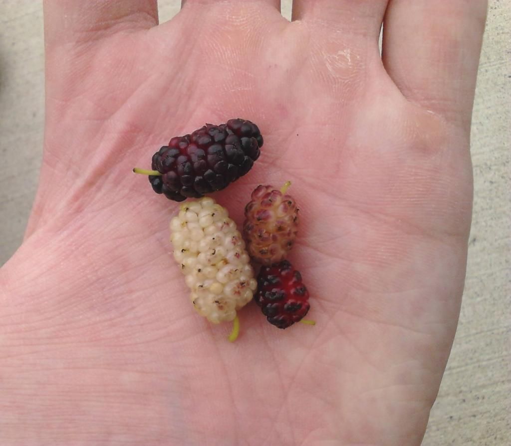 photo Mulberries_zps649157d7.jpg