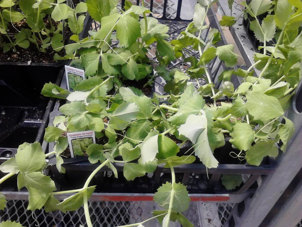  photo Peas_zpsd96af411.jpg