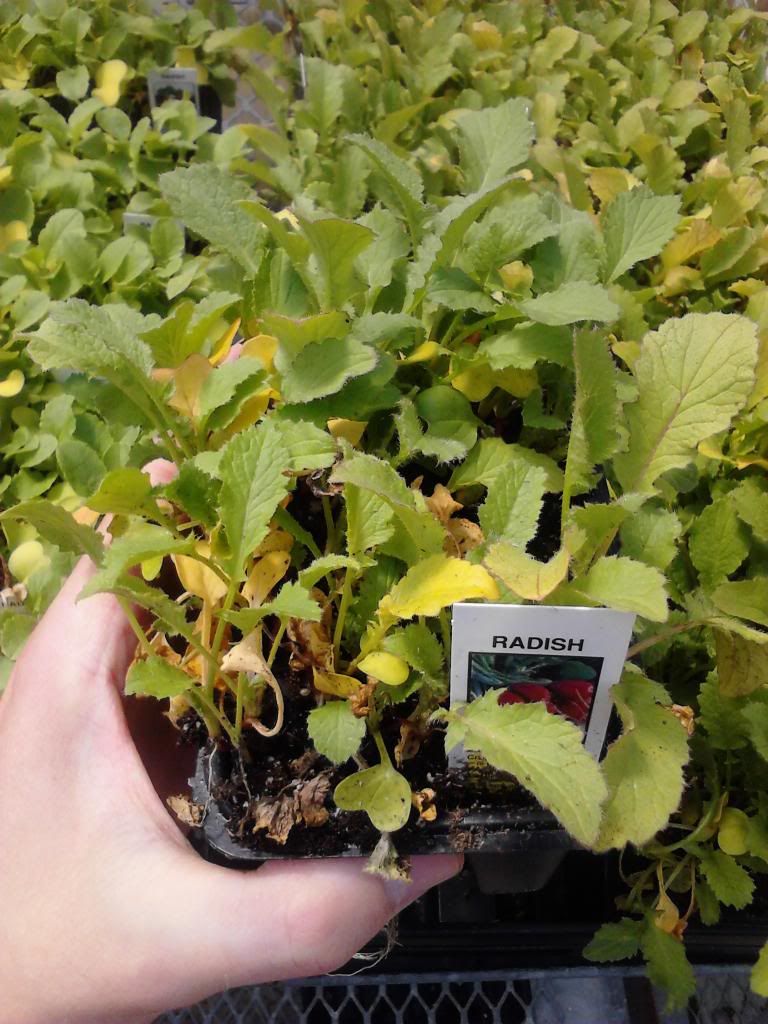  photo Radishes_zpsc6702832.jpg