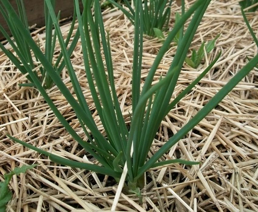  photo Shallot2_zps8d6e37e3.jpg