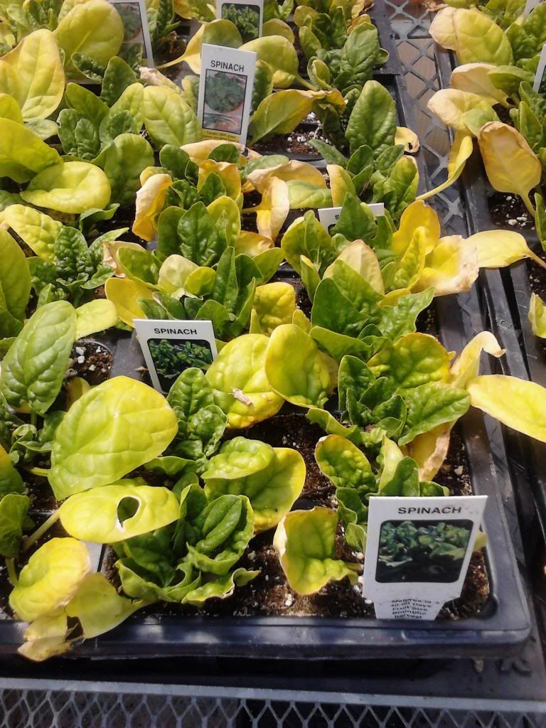  photo Spinach_zps814dc455.jpg
