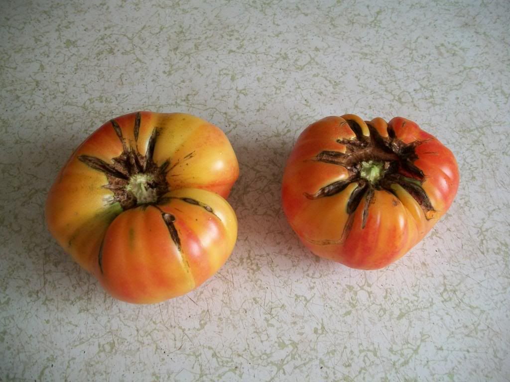  photo Tomato1_zps4dd7f859.jpg