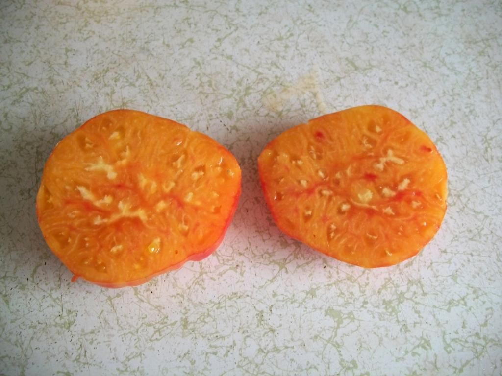  photo Tomato3_zps2b2dbd86.jpg