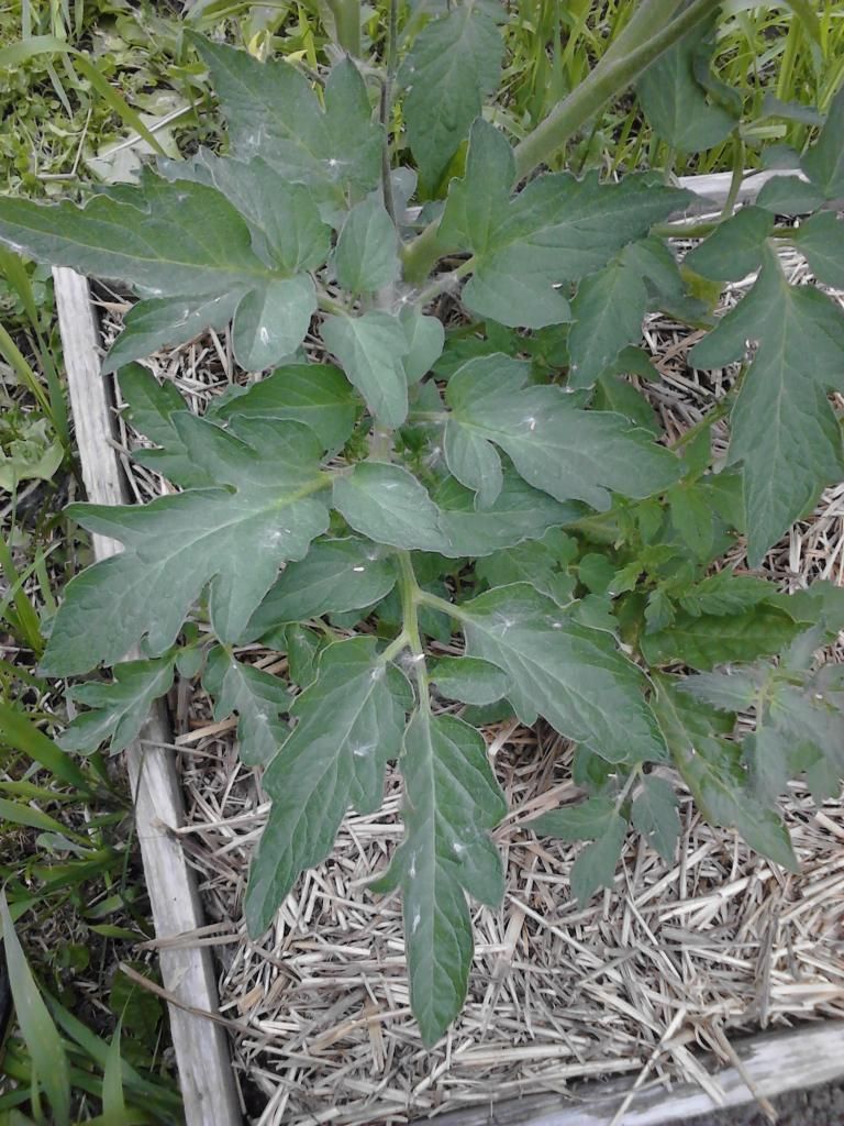  photo Tomato4_zps7cb67582.jpg