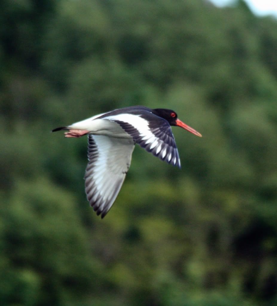 0d3a60a4ef931ac0ff8b230a71120018_zps7ed4