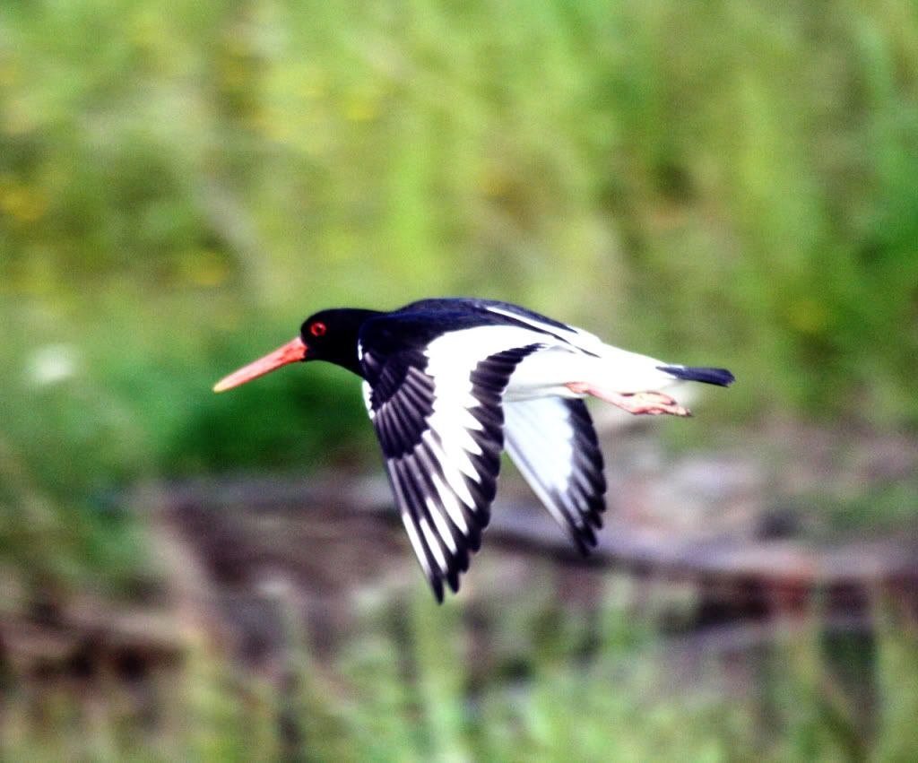 15f1eca8c887f674a90b44540d120ebe_zps9828