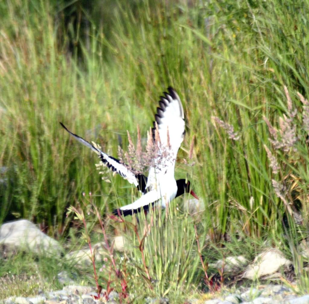 9ffa0a4b05c984315e5d9b66ea712446_zps2a81