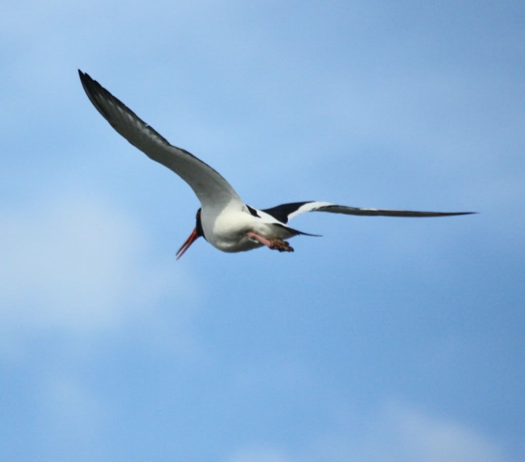 a7e181dff08792eec952763a4043a624_zps701d