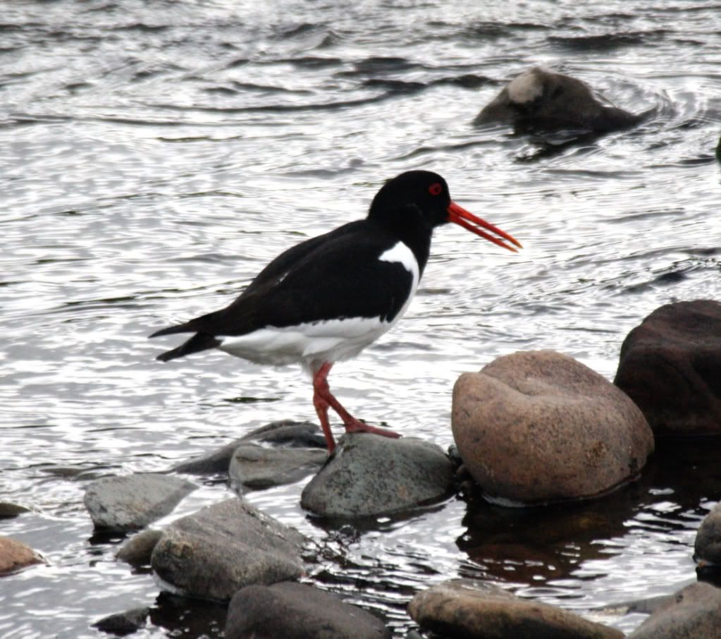 b1e4705a8dcffa0ae66fc2fb8f181e49_zps754c