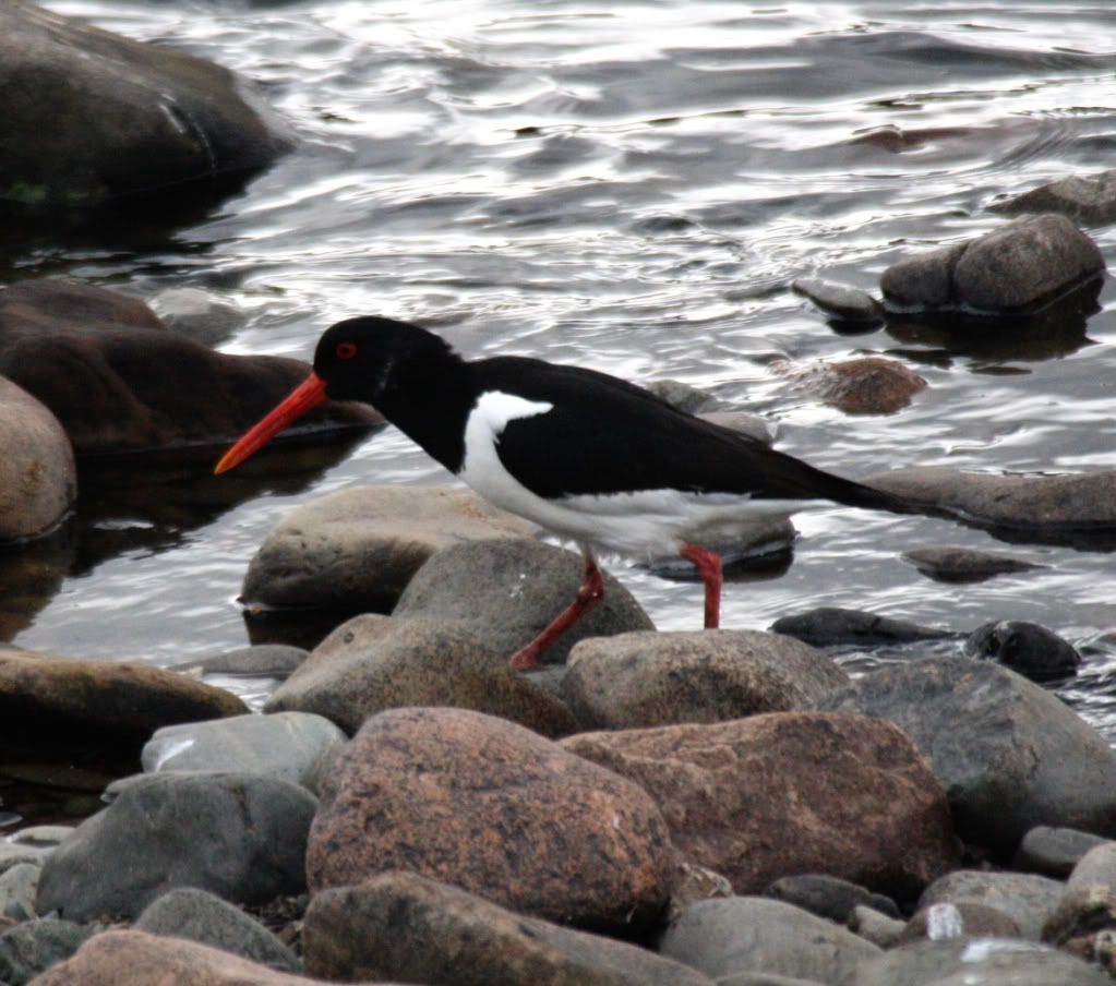 f9163fce736d04c59dcf6cabfd054a56_zps4ce9