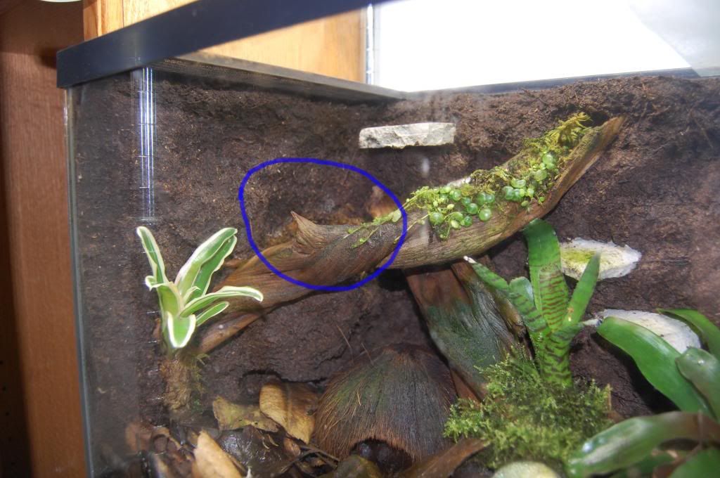 Begonia help, leaves dying Dendroboard