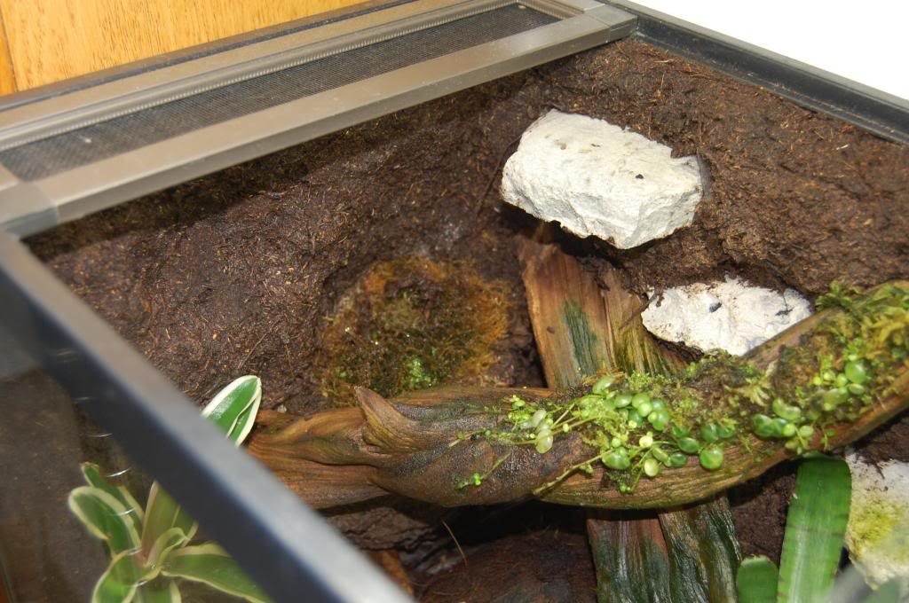 Begonia help, leaves dying Dendroboard