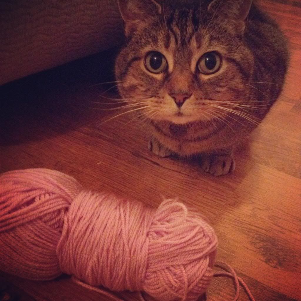 genghis-cat-helping-with-crochet