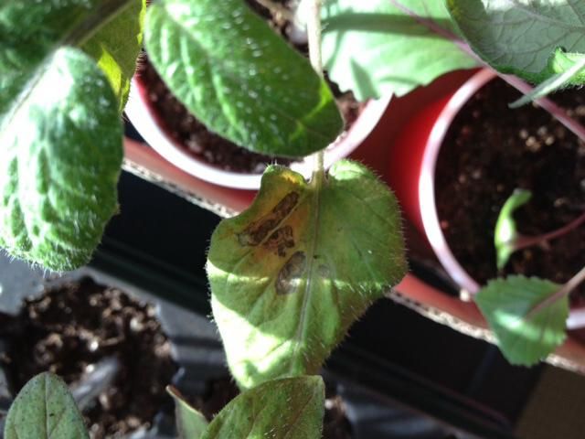  photo image2_zpsb4b6f5b4.jpeg