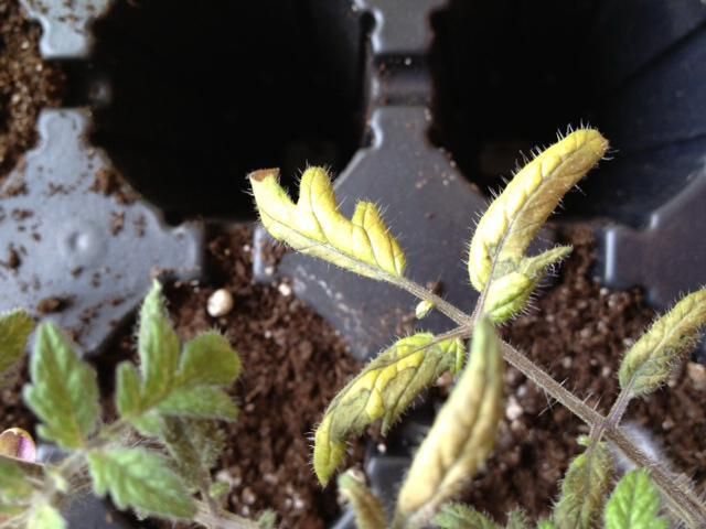  photo image4_zpsd7ec1dc6.jpeg