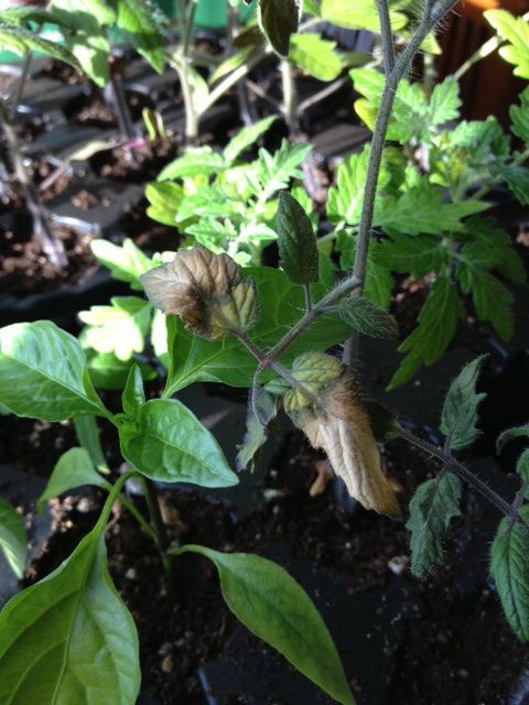  photo image7_zps83eb1ff2.jpeg