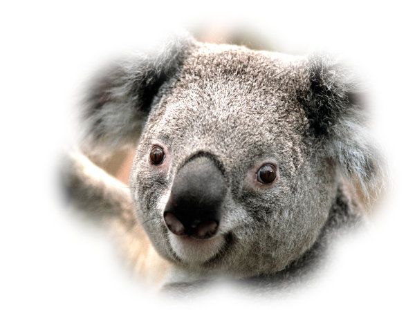 Koala_zpsrllhiigk.jpg