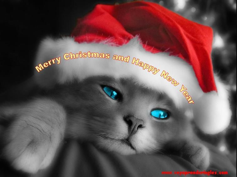 photo 07-christmas-cards_zpswubvasyo.jpg