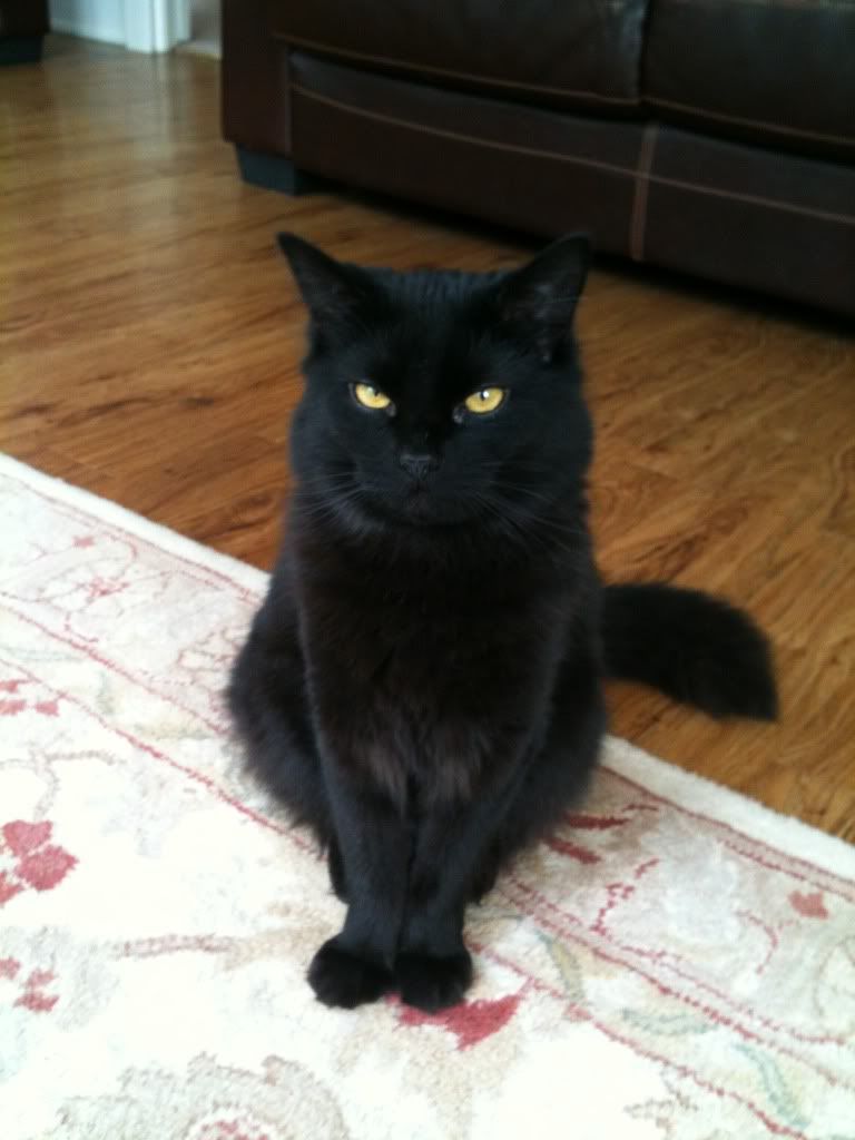 Mob Rule - Blackcats