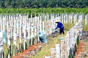 Thời gian gần đây, thị trường thanh long đang thu hẹp.