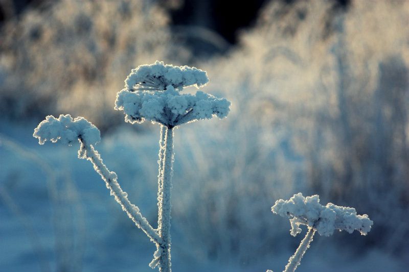 coldsnow158