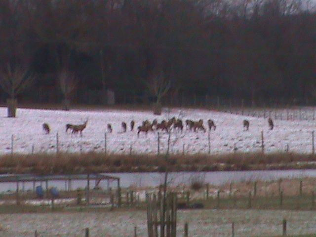 deery%20me%20007_zpstbqisquz.jpg