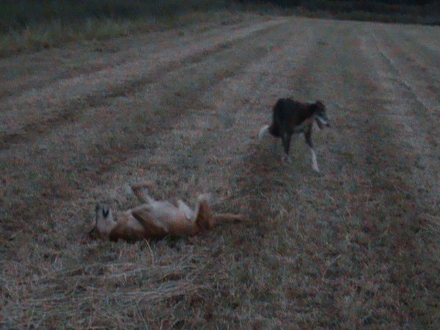 firstlight006_zps207fca87.jpg?23