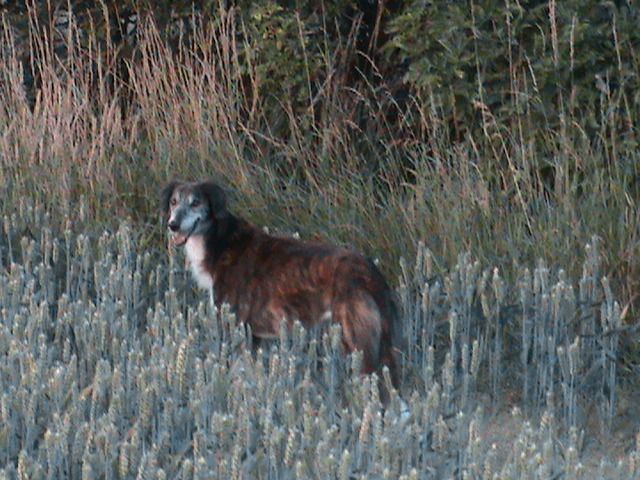 oldens013_zps11753607.jpg?519