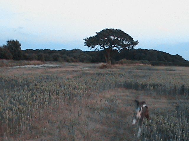 oldens017_zps0d262023.jpg?643