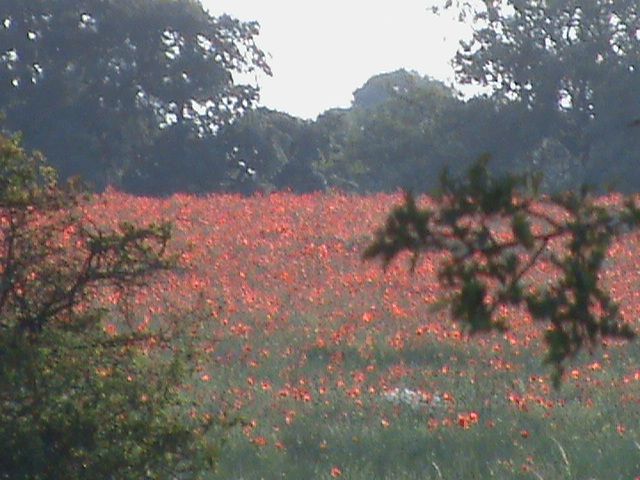 poppy004_zps795c2dcf.jpg