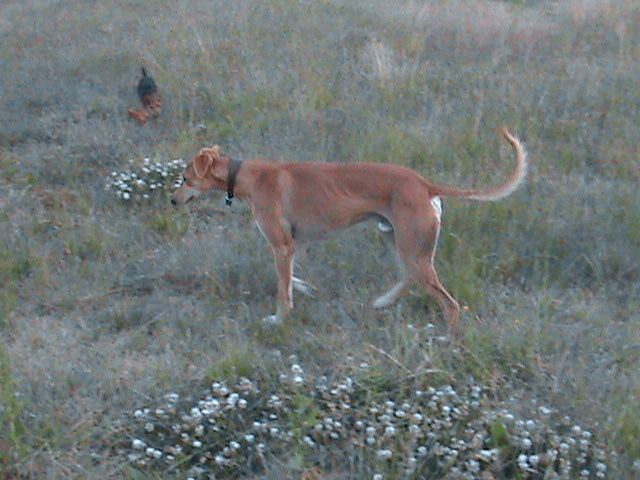 poppy018_zpse5478c98.jpg