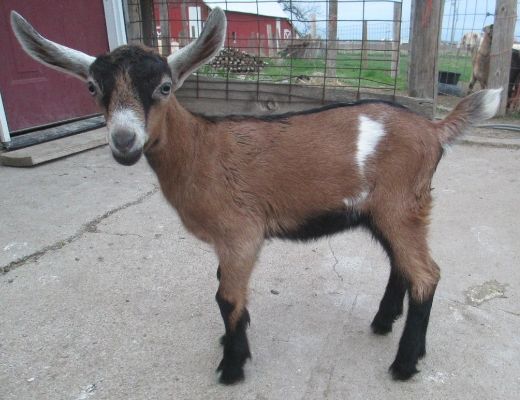 For Sale and Wanted - Goats