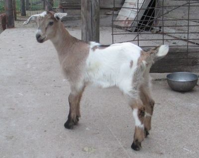 For Sale and Wanted - Goats