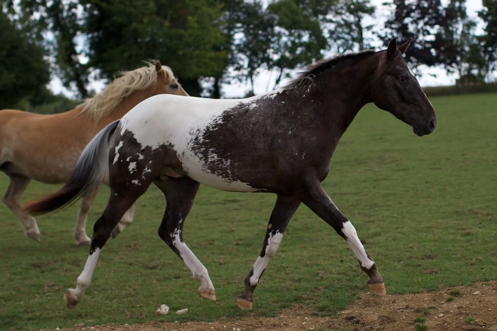 Flashy Black Snowcap Appaloosa