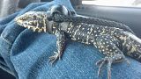 How Big Do Blue Tegus Get - Blue argentine tegus are a very popular pet choice as far as tegus go.